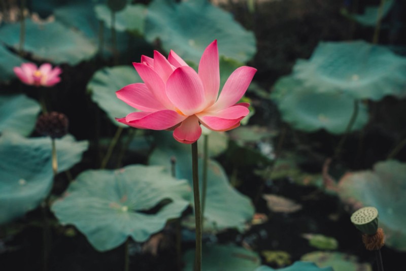 chiêm ngưỡng hình ảnh hoa sen