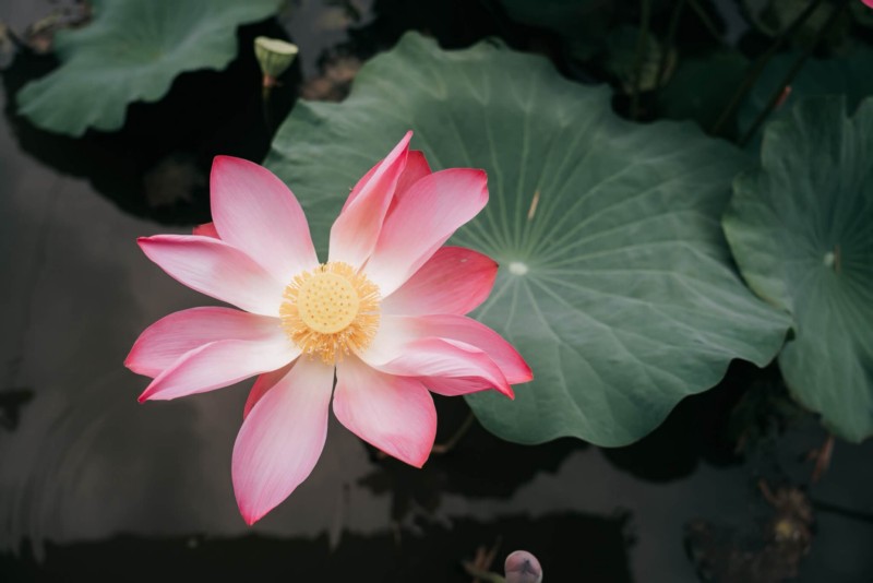 chiêm ngưỡng hình ảnh hoa sen