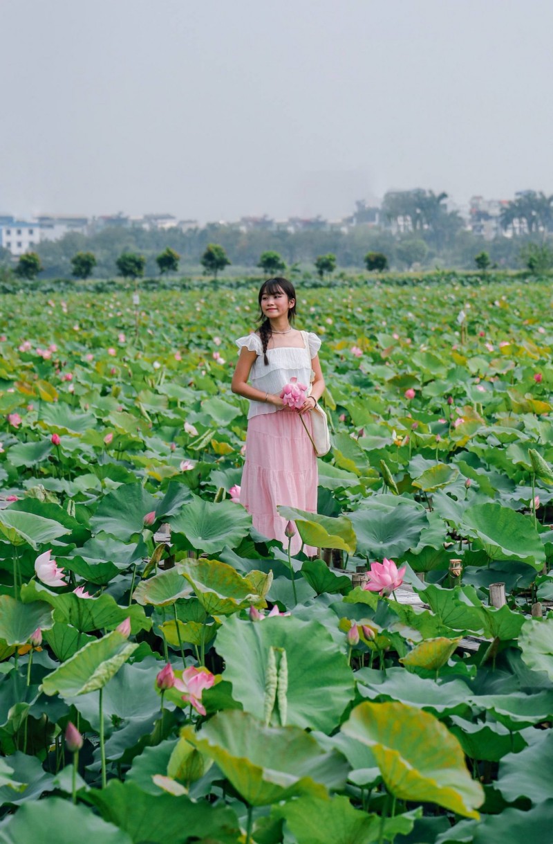 chiêm ngưỡng hình ảnh hoa sen