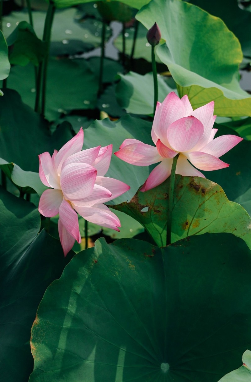 chiêm ngưỡng hình ảnh hoa sen