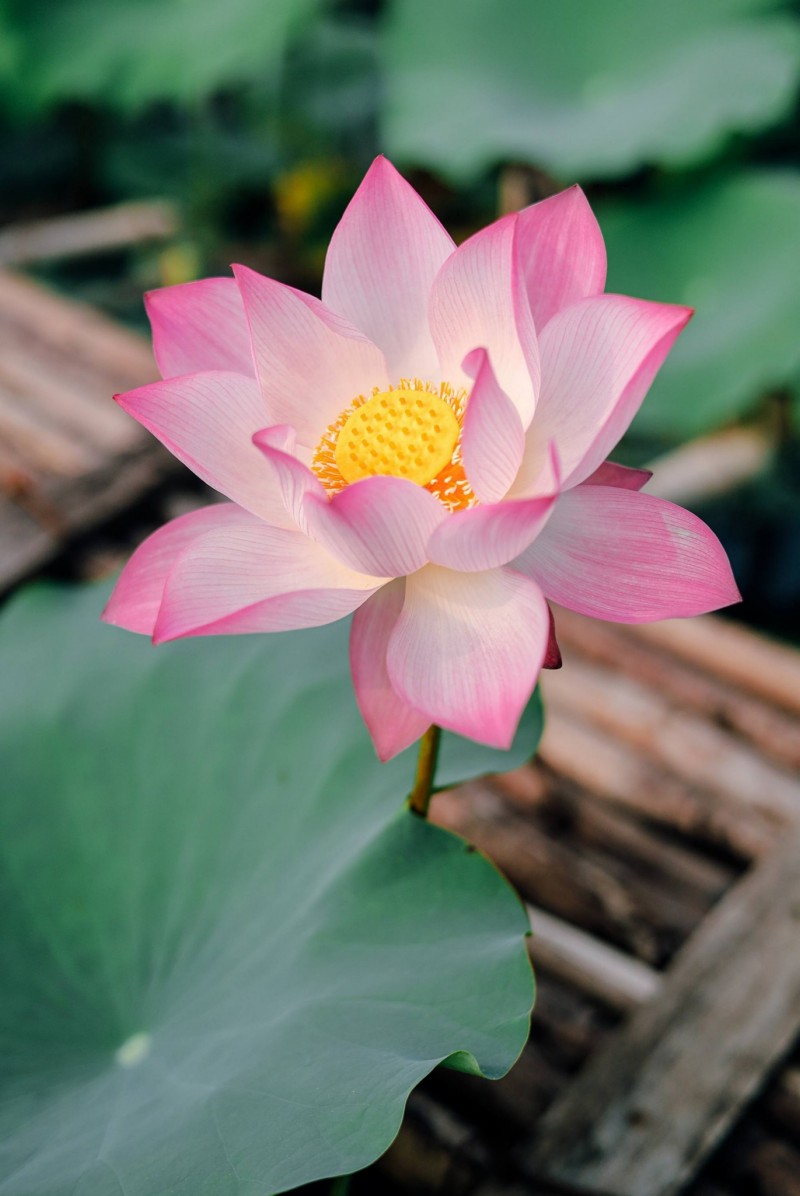 chiêm ngưỡng hình ảnh hoa sen