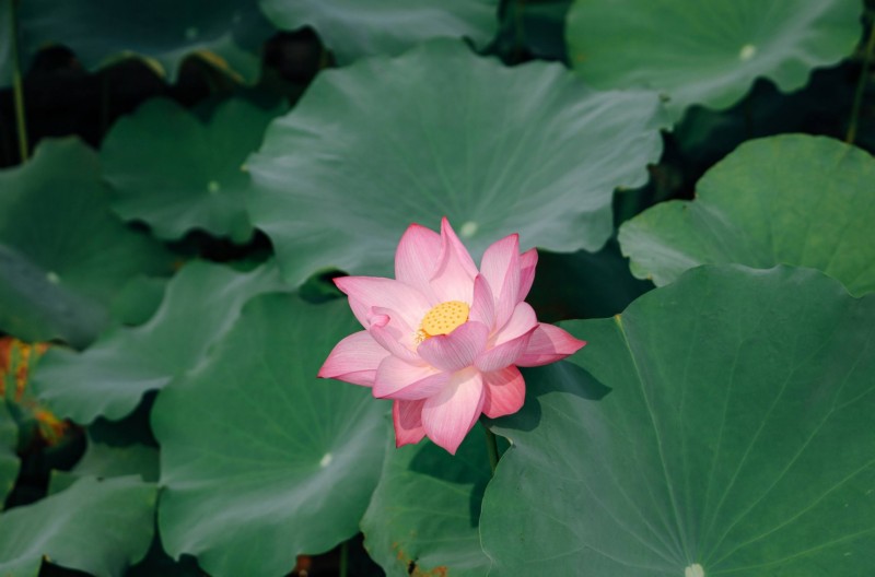 chiêm ngưỡng hình ảnh hoa sen