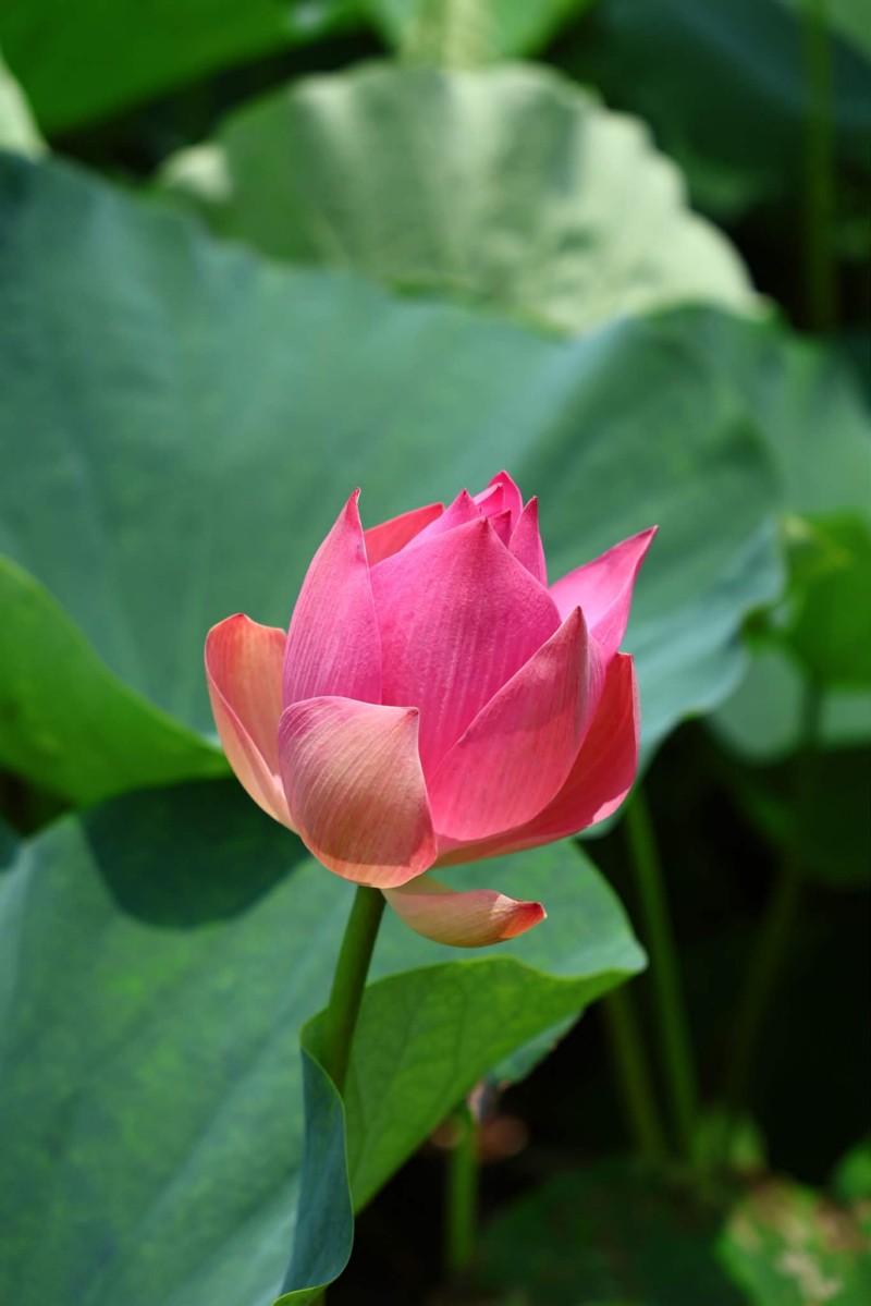 chiêm ngưỡng hình ảnh hoa sen