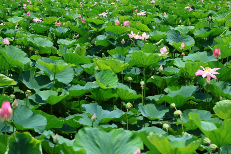 chiêm ngưỡng hình ảnh hoa sen