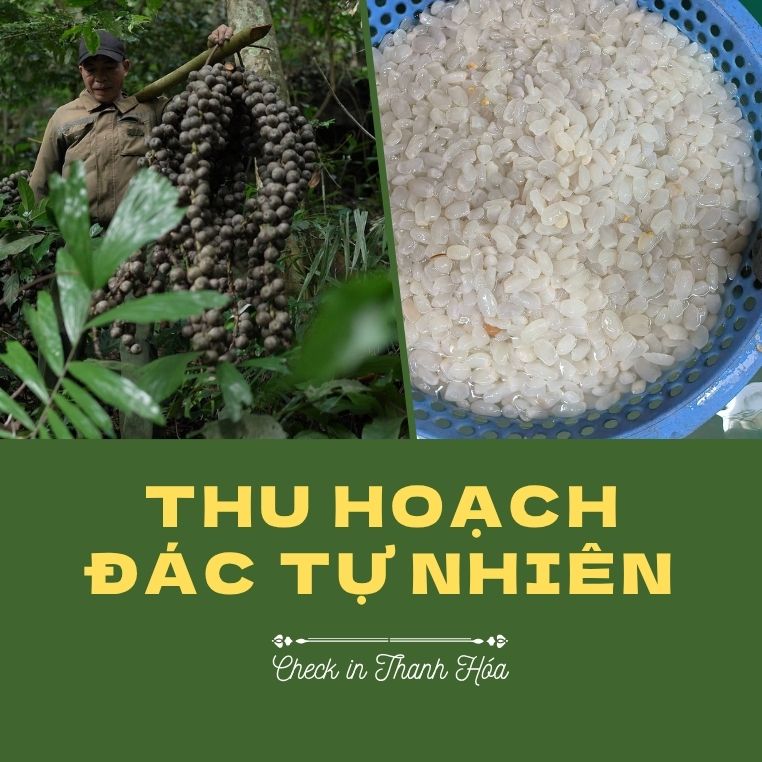 Loạt ảnh ấn tượng ghi cảnh thu hoạch hạt đác tự nhiên ở phía Tây Thanh Hóa