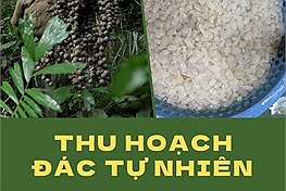 Loạt ảnh ấn tượng ghi cảnh thu hoạch hạt đác tự nhiên ở phía Tây Thanh Hóa