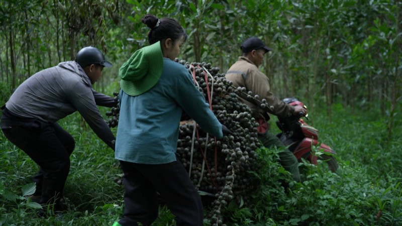 thu hoạch hạt đác tự nhiên
