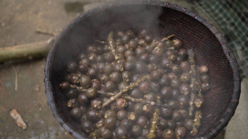 thu hoạch hạt đác tự nhiên