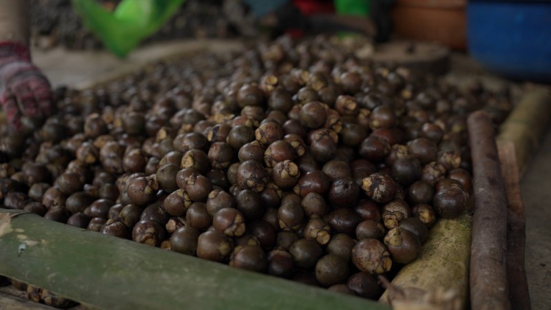 thu hoạch hạt đác tự nhiên