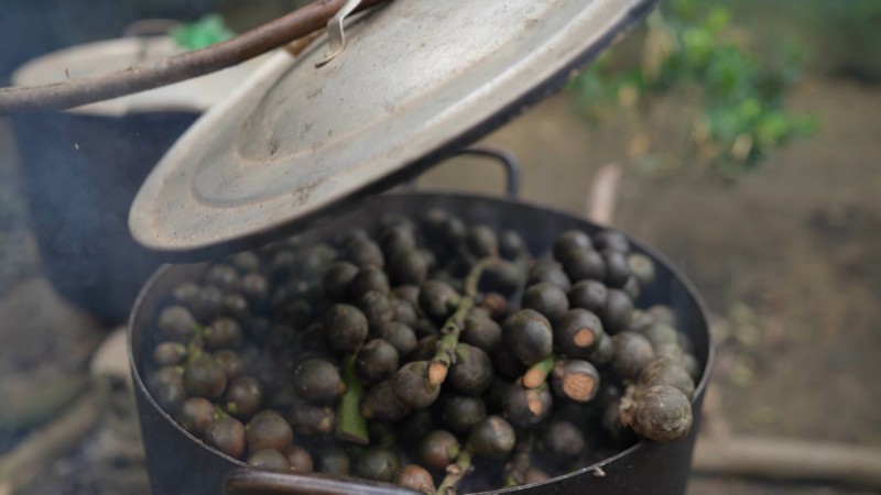 thu hoạch hạt đác tự nhiên